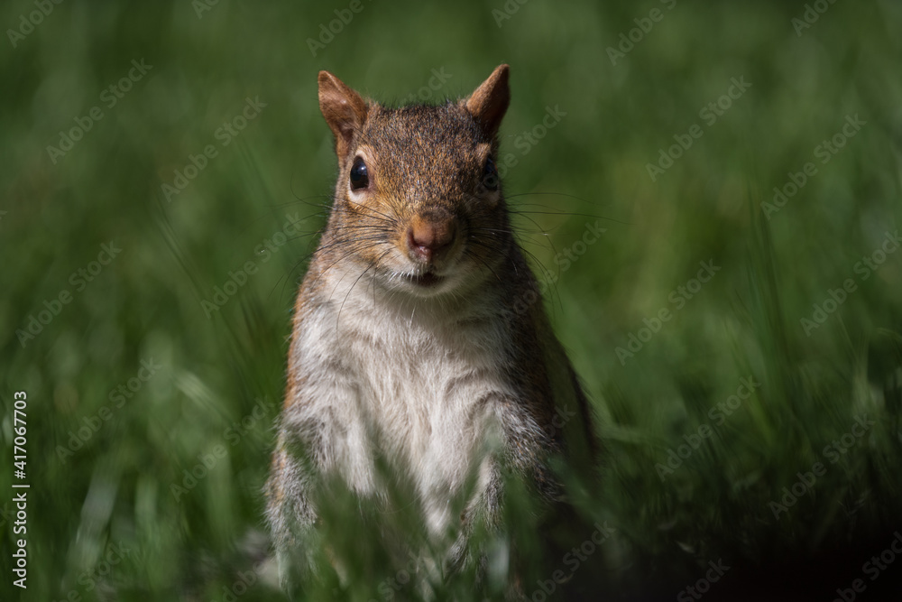squirrel on the grass starring at camera squirrel on the grass starring at camera