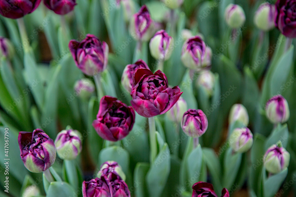 Fototapeta premium flowers tulips bouquet dutch bud