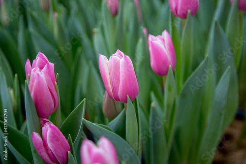 flowers tulips bouquet dutch bud