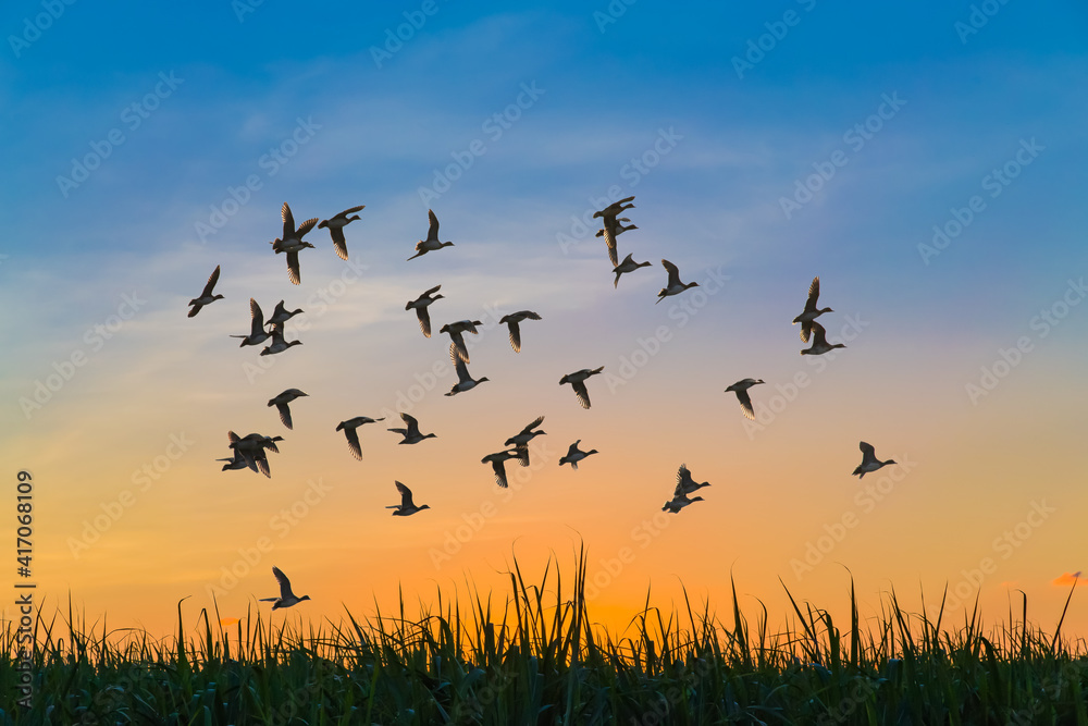 夕暮れに飛ぶカモ群れ