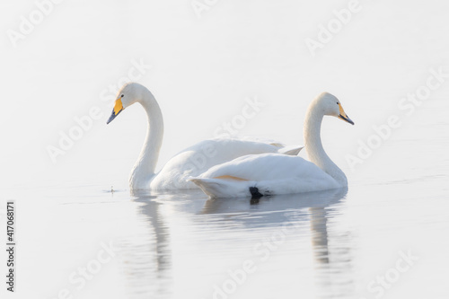 湖面に浮かぶ二羽の白鳥