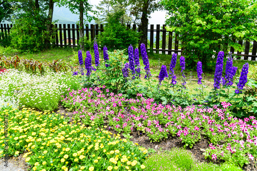 花　植物　くじゅう花公園
うららかな春の季節　美しい花の楽園風景
日本　大分県竹田市　くじゅう花公園
Flower plant Kuju Flower Park
Kuju Flower Park, Taketa City, Oita Prefecture, Jap photo