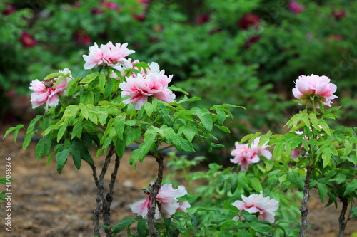 Beautiful Peony in the botanical garden  North China