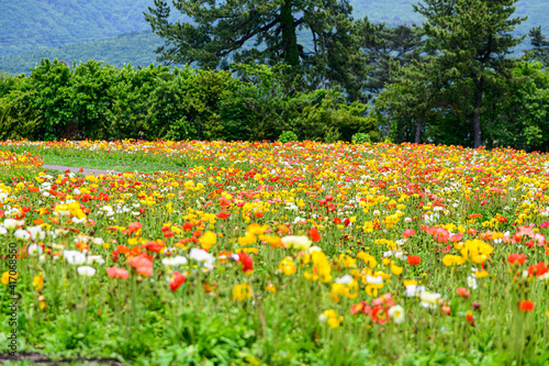 ポピー花畑　新緑風景　植物　くじゅう花公園
うららかな春の季節　美しい花の楽園風景
日本　大分県竹田市　くじゅう花公園
Flower plant Kuju Flower Park
Kuju Flower Park, Taketa City, Oita Prefecture, Jap photo