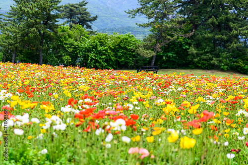 ポピー花畑　新緑風景　植物　くじゅう花公園
うららかな春の季節　美しい花の楽園風景
日本　大分県竹田市　くじゅう花公園
Flower plant Kuju Flower Park
Kuju Flower Park, Taketa City, Oita Prefecture, Jap photo