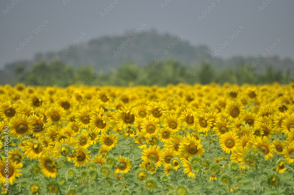 field ofsunflowers