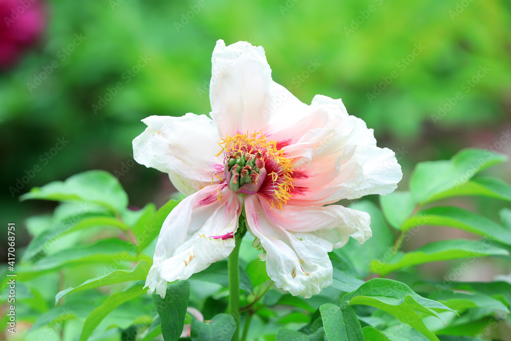 Beautiful Peony in the botanical garden, North China Beautiful Peony in the botanical garden, North China