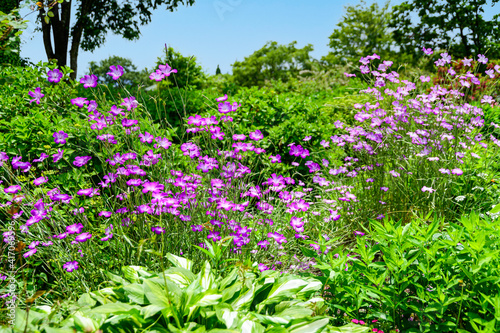 花　植物　くじゅう花公園
うららかな春の季節　美しい花の楽園風景
日本　大分県竹田市　くじゅう花公園
Flower plant Kuju Flower Park
Kuju Flower Park, Taketa City, Oita Prefecture, Japan photo