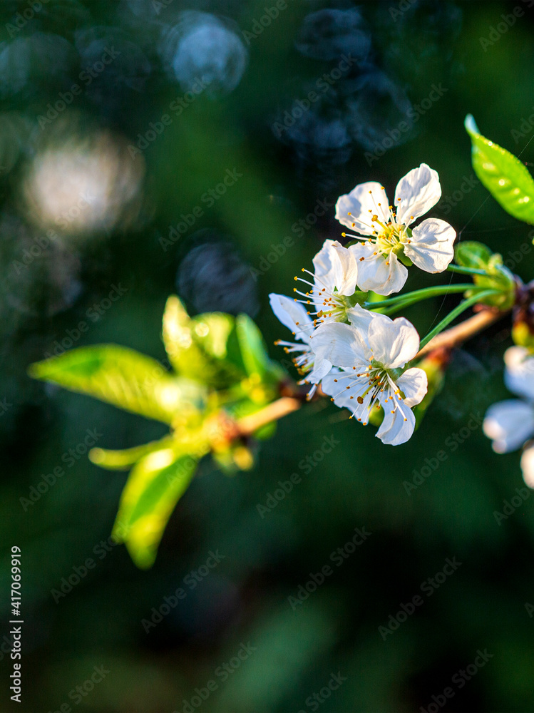 Cherry, Japan quince;Magone Holm, spring;flowering;garden;day;light;close-up; Cherry, Japan quince;Magone Holm, spring;flowering;garden;day;light;close-up;