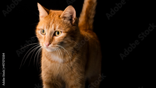 Red cat and a glass of water with lemon on a black background
