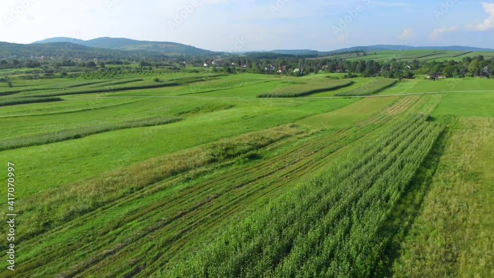 Summer. Sunny day. Countryside. Flight over the green field. Drone. Aerial view. The camera moves forward Summer. Sunny day. Countryside. Flight over the green field. Drone. Aerial view. The camera moves forward
