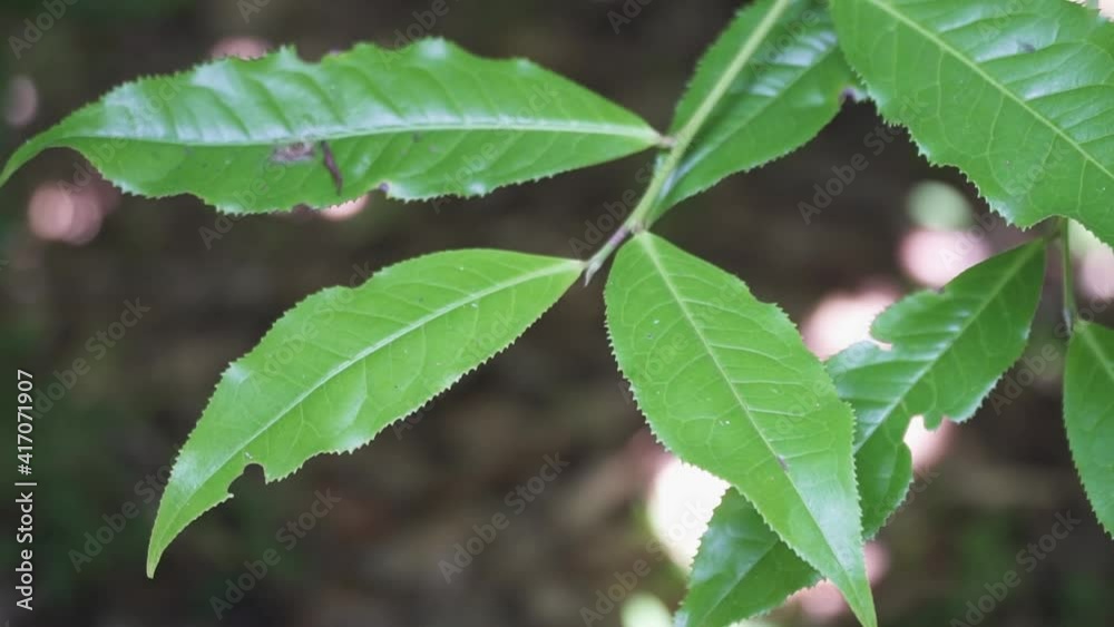 Phou San Wild Tea Leaves with Blurry Background. Branch of Green Wild Tea Leaves. Phou San Wild Tea Leaves with Blurry Background. Branch of Green Wild Tea Leaves.
