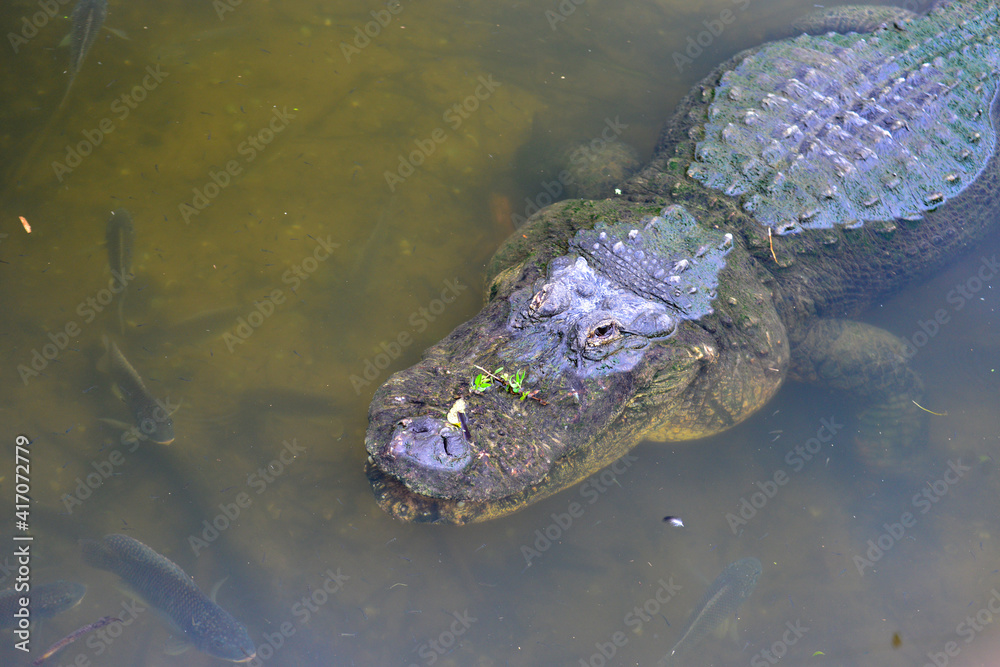 Alligator pose in the swamp - Florida, United States Alligator pose in the swamp - Florida, United States