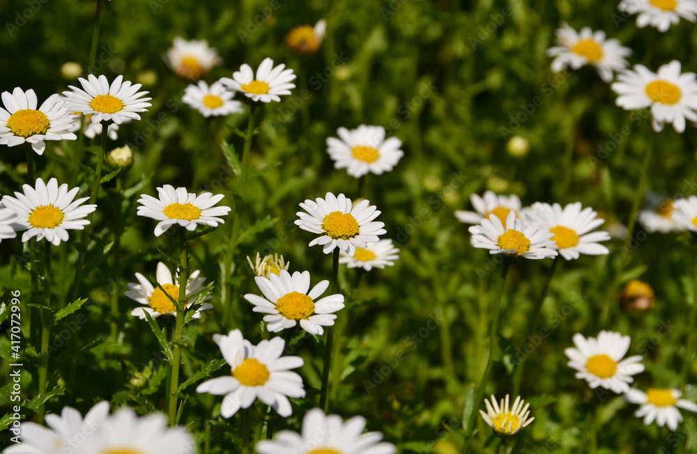 Fototapeta premium Field of daisy flowers with natural background