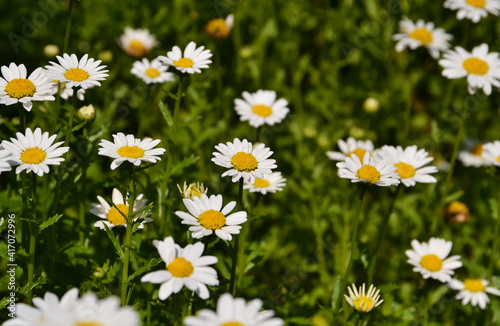 Field of daisy flowers with natural background 
