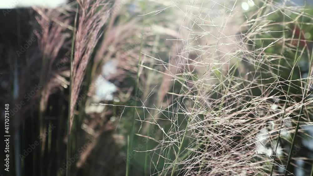 Silhouettes of grass petals on sunset light background.