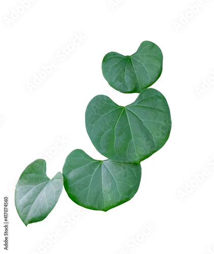 Green leaves isolated on white background with clipping path.