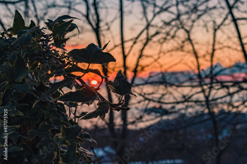 The sun shines through the ivy leaves on a blurry background of a colorful sunset.