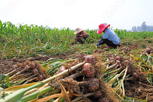 Farmers are harvesting garlic in the fields on a farm photo