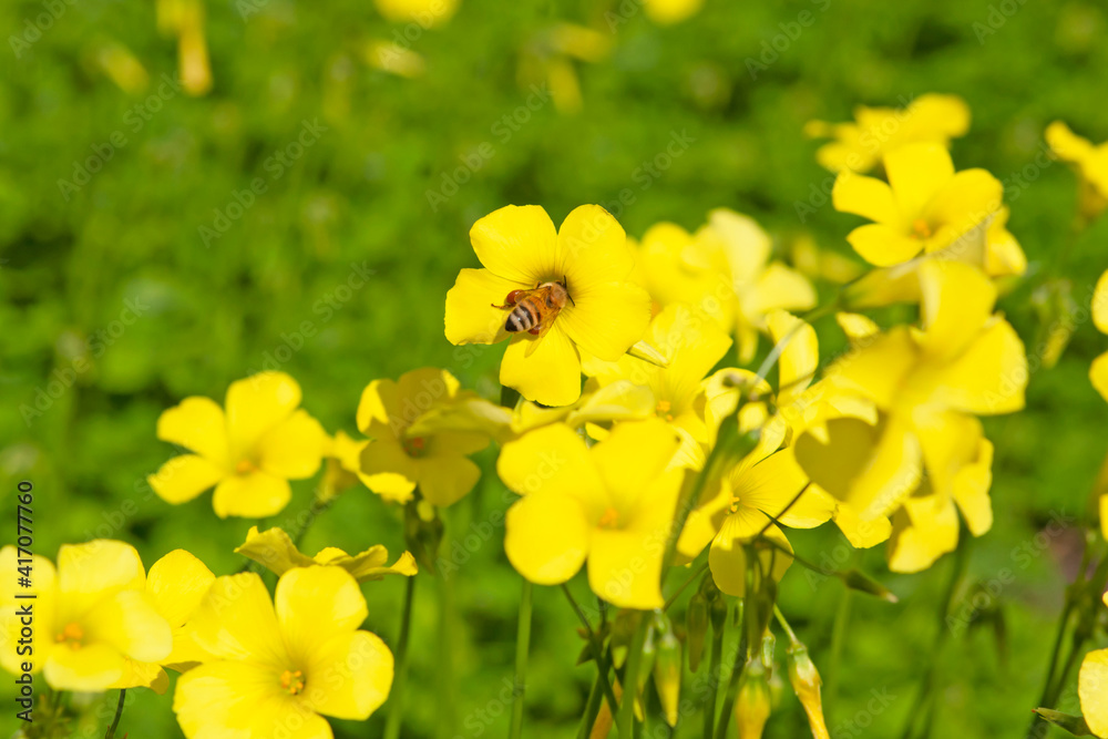 Honey bee (Apis mellifera) pollinating one of Bermuda buttercup (Oxalis pes-caprae) flowers, copy space, Bay area, California