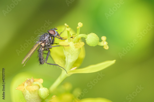Delia radicum - the cabbage root fly resting on marsh spurge - Euphorbia palustris © DirkDaniel