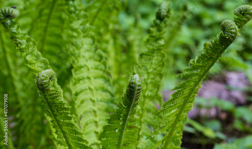 Fresh ferns with frondsin springtime