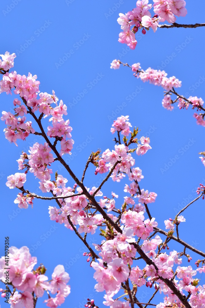 Sakura 2021 Sakura 2021