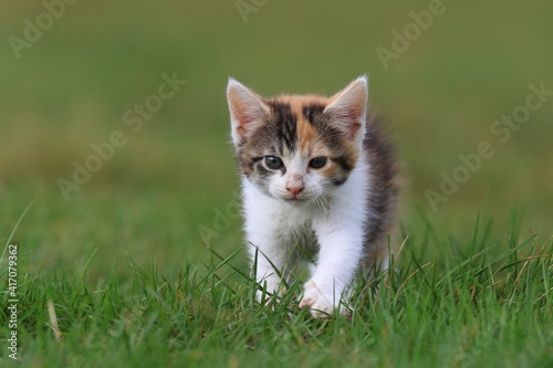 cute colorful kitten in the grass. Felis silvestris catus. Portrait of a cute colorful kitten. 