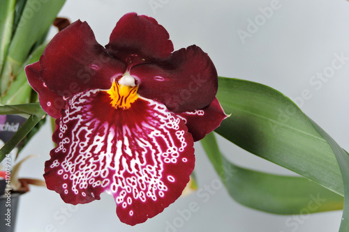 Εκτύπωση καμβά A close-up of a unique dark claret red fragrant orchid flower with white vein pa