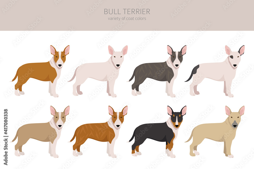 Bull terrier clipart. Different poses, coat colors set.