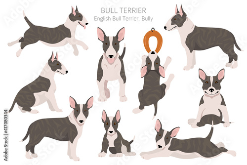Bull terrier clipart. Different poses, coat colors set.