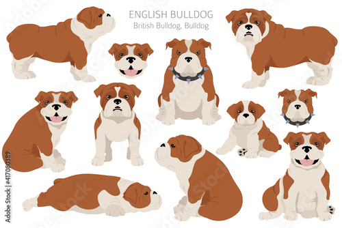 English bulldog clipart. Different poses, coat colors set.