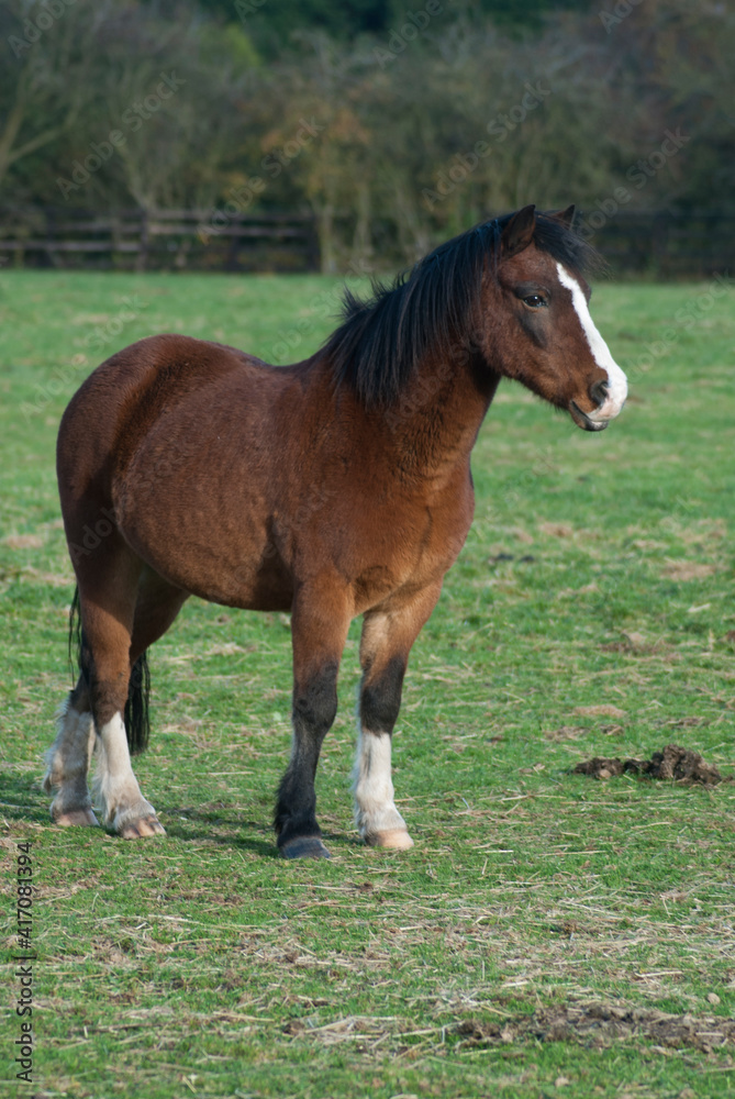 Fototapeta premium English horses at a stable in united kingdom
