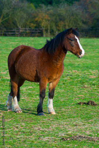 English horses at a stable in united kingdom