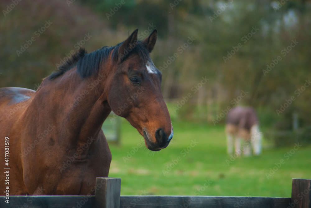 English horses at a stable in united kingdom English horses at a stable in united kingdom