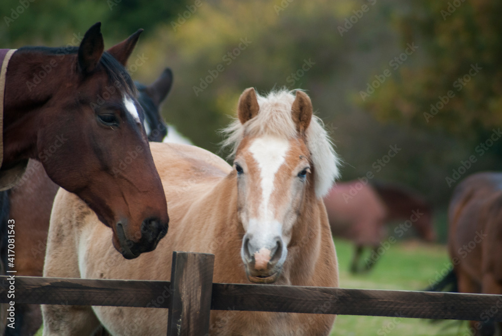 English horses at a stable in united kingdom English horses at a stable in united kingdom