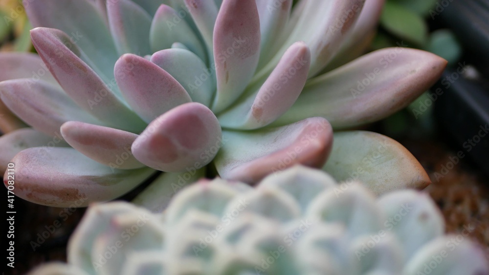 Succulent plants collection, gardening in California, USA. Home garden design, diversity of various botanical hen and chicks. Assorted mix of decorative ornamental echeveria houseplants, floriculture. Succulent plants collection, gardening in California, USA. Home garden design, diversity of various botanical hen and chicks. Assorted mix of decorative ornamental echeveria houseplants, floriculture.