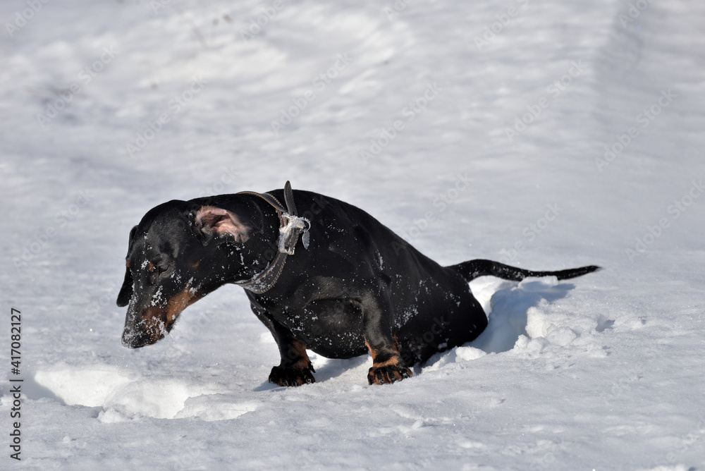 Black and tan dachshund crawling out of deep snow Black and tan dachshund crawling out of deep snow