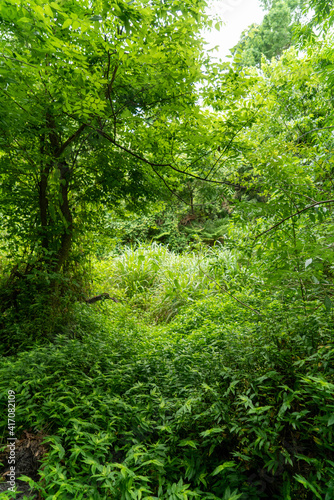 Florida Nature Trail Hiking
