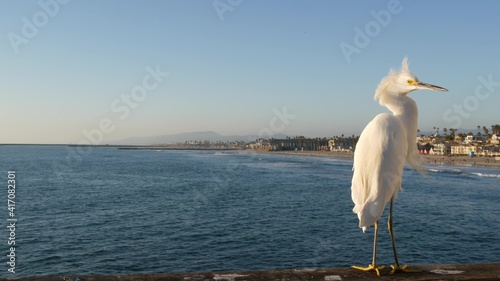 White snowy egret on wooden pier railings  Oceanside boardwalk  California USA. Ocean beach  sea water waves. Close up of coastal heron bird  seascape and blue sky. Funny animal behavior portrait.