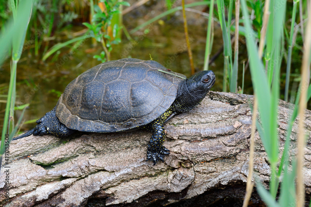	
Europäische Sumpfschildkröte	
