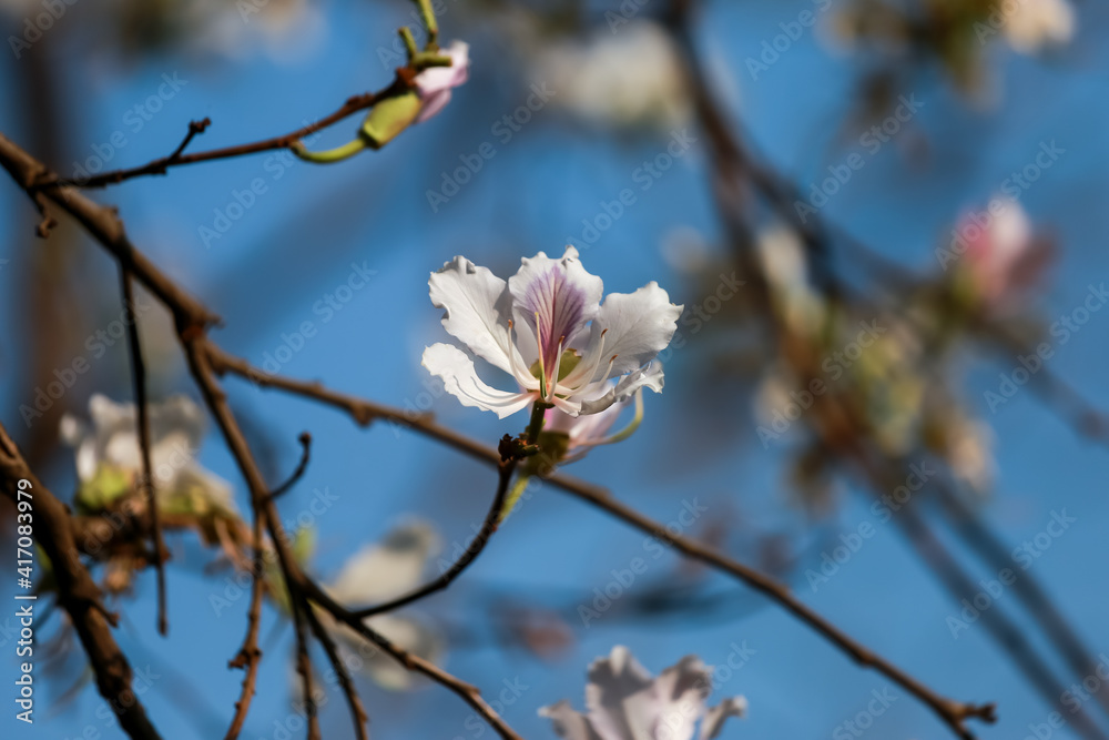 White flowers, Bauhinia variegata, orchid tree, camel's foot plant, Bauhinia variegata are a family of Fabaceae. White flowers, Bauhinia variegata, orchid tree, camel's foot plant, Bauhinia variegata are a family of Fabaceae.
