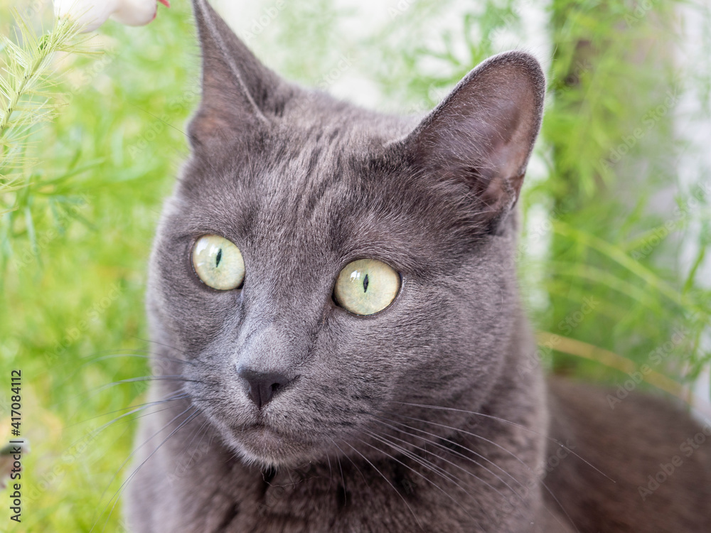 Close-up of a cat of the gray blue breed looking distantly to the side. Behind the blurred green background
