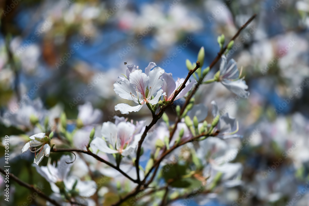 White flowers, Bauhinia variegata, orchid tree, camel's foot plant, Bauhinia variegata are a family of Fabaceae. White flowers, Bauhinia variegata, orchid tree, camel's foot plant, Bauhinia variegata are a family of Fabaceae.