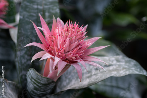 Blooming Aechmea fasciata or Silver vase or Urnplant photo