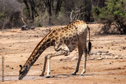 Giraffe drinking water   Kruger National Park  South Africa