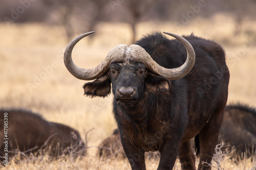 Cape Buffalo, Mokala National Park, Kimberley, South Africa
