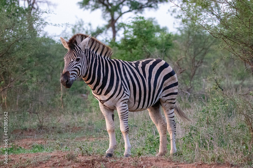Zebra  Mokala National Park  Kimberley  South Africa