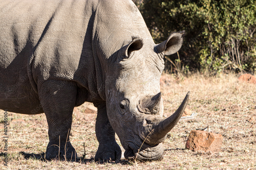 Obraz premium White Rhino, Pilansberg National Park, South Africa