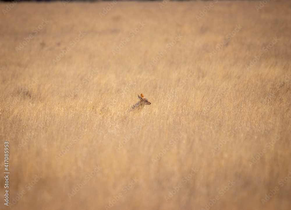 Black backed Jackal, Mokala National Park, Kimberley, South Africa Black backed Jackal, Mokala National Park, Kimberley, South Africa